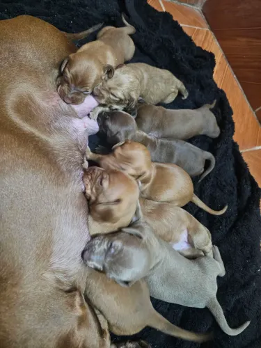 Venda de filhotes dachshund