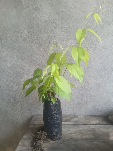 Muda De Cipó Jagube Caupuri 30 Unidades 25cm De Altura