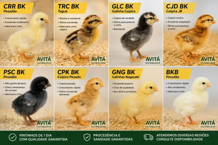  Distribuição de Pintinhos Poedeira 