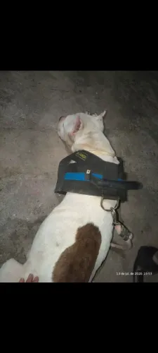 Pitbull