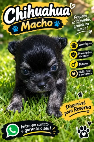 Lindos machinhos de chiuahua