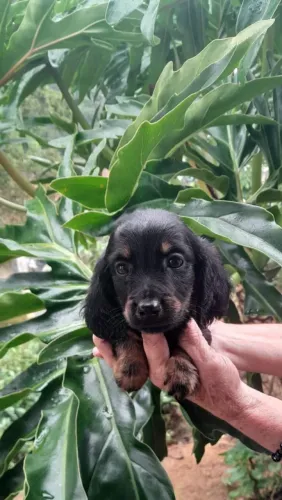 Daschund pelo longo chama no WhatsApp 