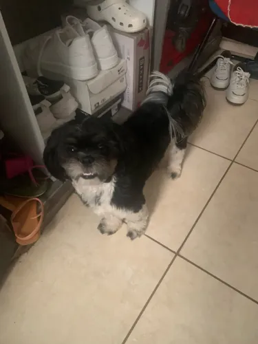 Cachorro