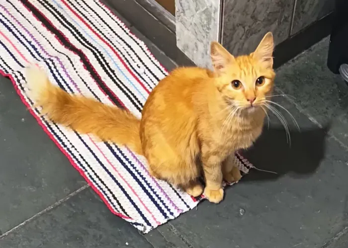 Gato pra adoção sp
