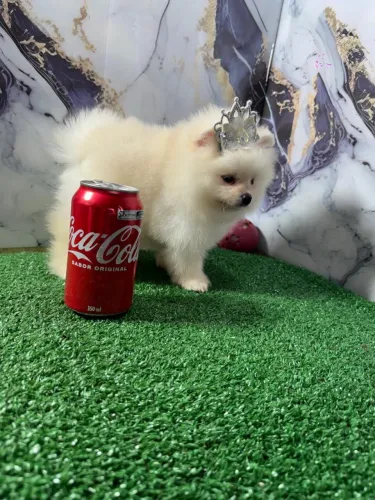 Spitz anao ursinho com 68 dias vacinado 