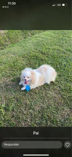 Lulu da pumeranea
