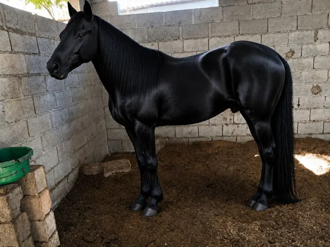 Cavalo American troter de corrida trotador 