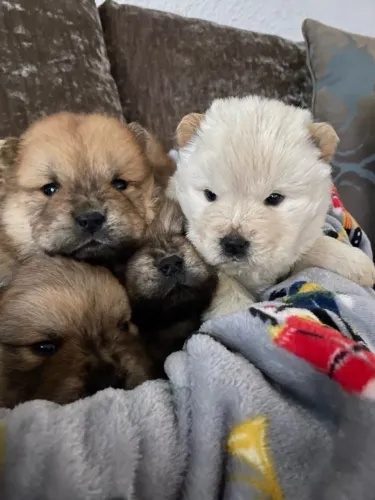 Cãezinhos lindos disponíveis hoje