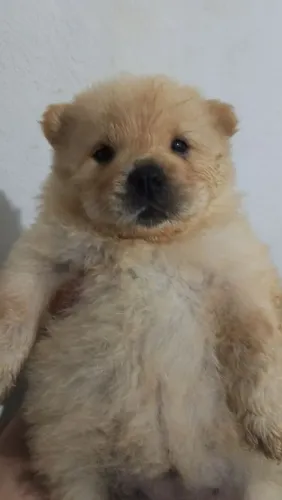 Cachorro chow-chow para vender corte americano