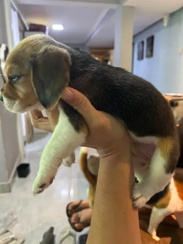 Filhotes de beagles