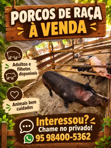 Vende porco ou troco em algo