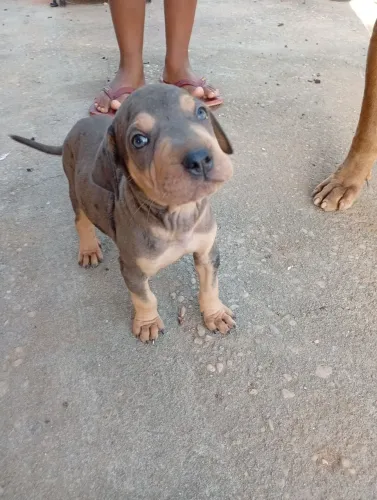 Vende-se filhote de Pitbull com buldog 