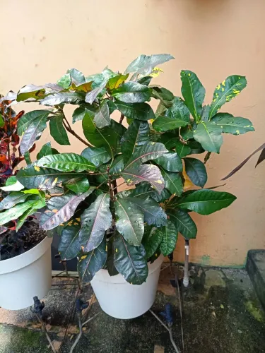 Croton Petra no vaso grande