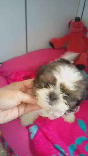 Filhote shih tzu, Os peludinhos mais carinhosos estão prontos para te conhecer!