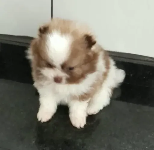Cachorrinho para alegrar seu dia