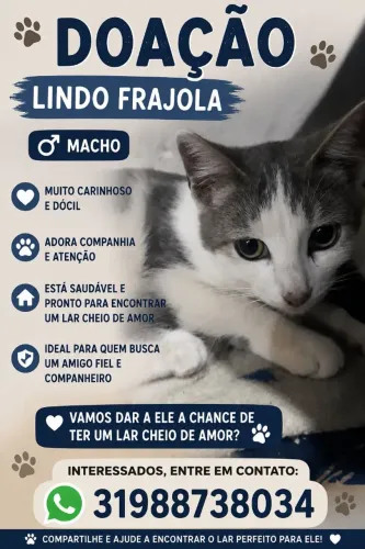 Gato macho frajolinha
