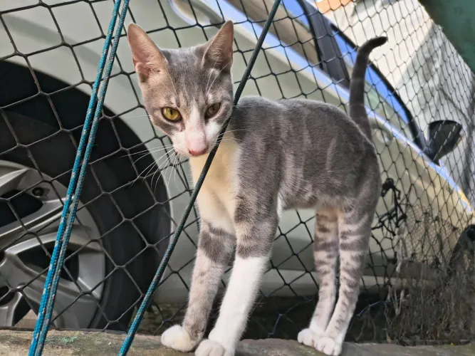 Gatinho filhote pra doação 5 meses!