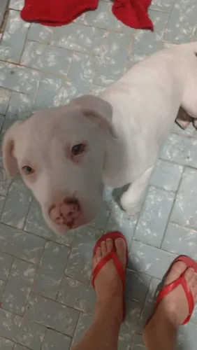 Filhotes de pitbull