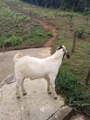 Vendo reprodutor da raça Bôer com 1 ano