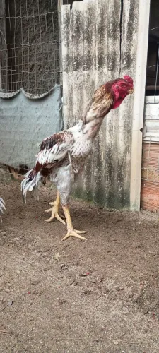 Galo raça Bico curto maritaca 