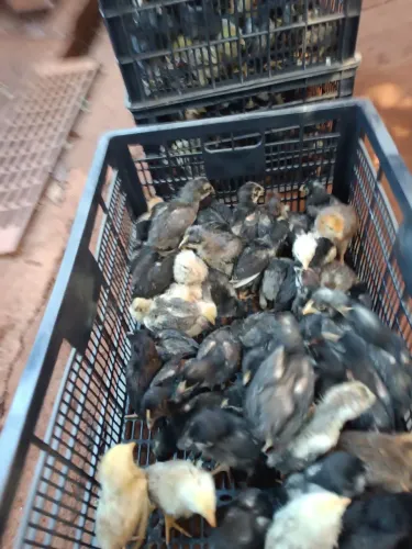 Pintinhos caipira 15 dias