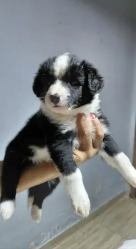 Border Collie tradicional preta e branca
