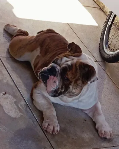 Bulldog Inglês Macho