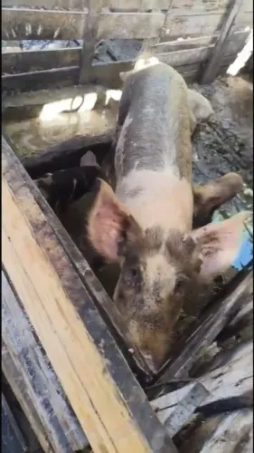 Porcos à venda