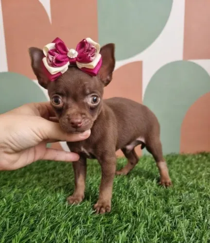 Pinscher disponível fêmea linda