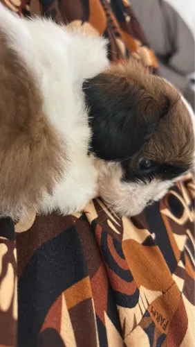 Shih tzu fêmea filhote 