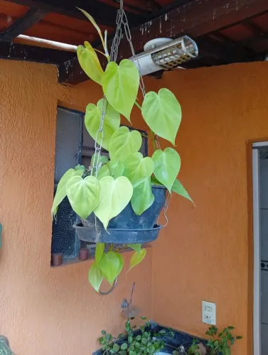 Planta 