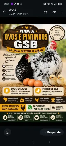 Ovos GSB férteis!