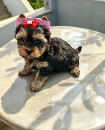 Yorkshire Terrier Fêmea Apaixone-se