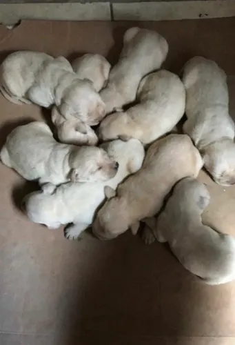 Doação de 20 filhotes de labrador