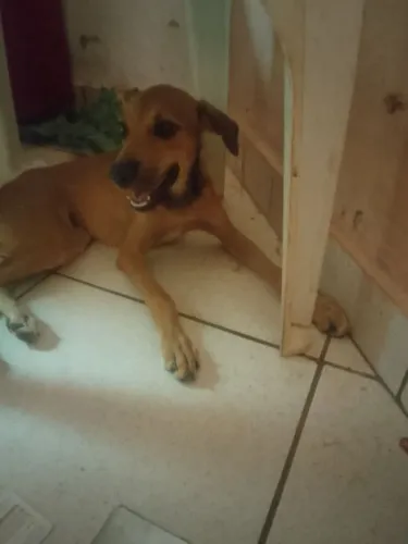 Doação de cachorra fêmea