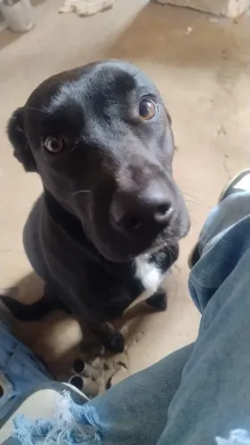 Doação de Cachorro 