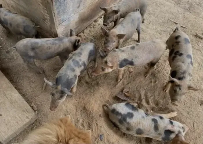 Doação 3 filhotes de porcos