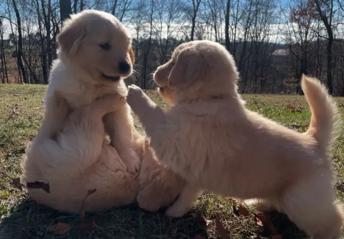 Filhote Golden Retriever, fofinhos, carinhosos e brincalhões esperando por você!