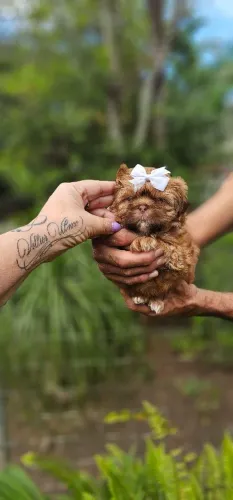 Shih-tzu FEMEA - Linda e pequenininha