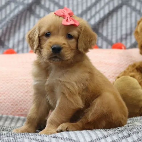 Golden Retriever: O cãozinho que faz amizade com todo mundo.