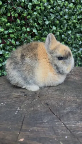 Netherland dwarf
