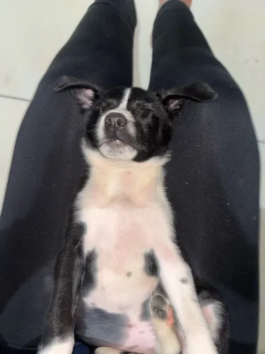 Cachorrinha para adoção filhote