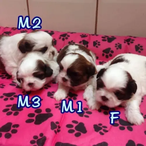 Shih tzu minizinho promoção