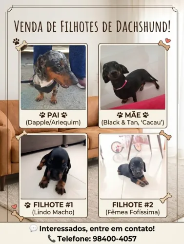 Filhote de Dachshund ( Salsichinha) mini