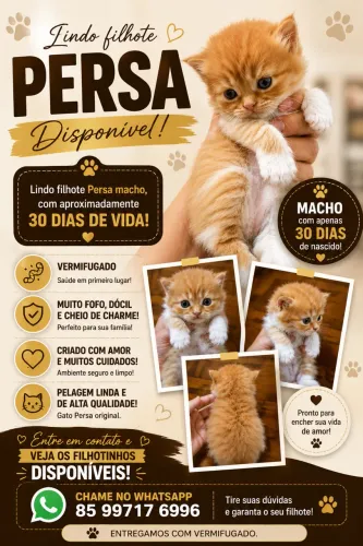 Gato persa