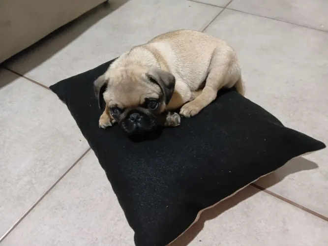 Filhote de pug