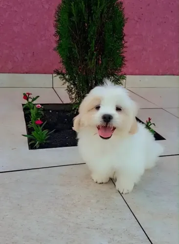 Lhasa para troca ou venda