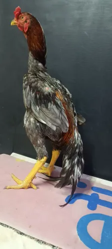 Frango