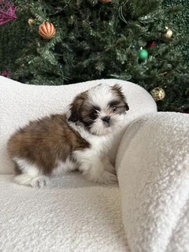 Shih Tzu Cachorrinho disponível para novos momentos felizes