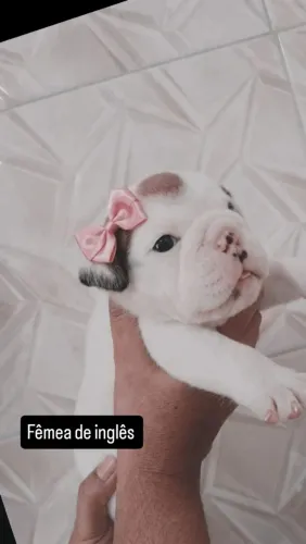 Bulldogue inglês